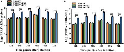 Antibody-dependent enhancement of porcine reproductive and respiratory syndrome virus infection downregulates the levels of interferon-gamma/lambdas in porcine alveolar macrophages in vitro